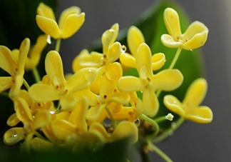 新鮮桂花怎么清洗？新鮮桂花可以冷凍嗎？