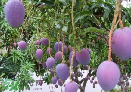 芒果有哪些品種？哪種芒果最好吃？