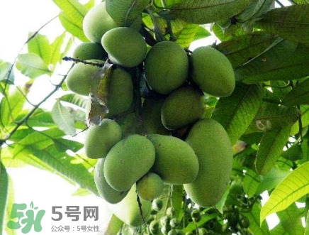 芒果有哪些品種？哪種芒果最好吃？
