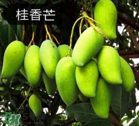 芒果有哪些品種？哪種芒果最好吃？