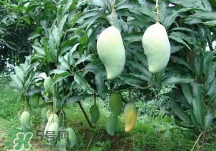 芒果有哪些品種？哪種芒果最好吃？