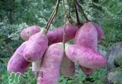 八月瓜可以補腎嗎？八月瓜的營養價值
