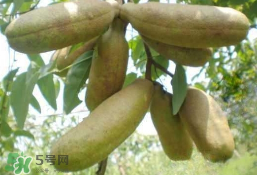 八月瓜可以經常吃嗎？八月瓜可以多吃嗎？