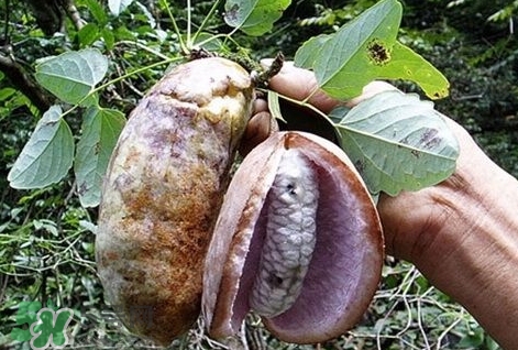 八月瓜能種植嗎？八月瓜怎么種植？
