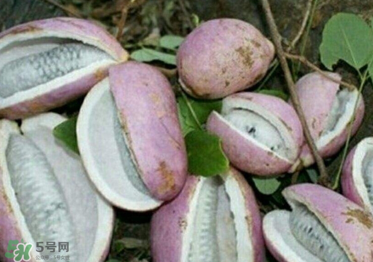 八月瓜能種植嗎？八月瓜怎么種植？