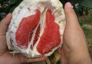 紅肉蜜柚可以儲存多久？紅肉蜜柚怎么挑選