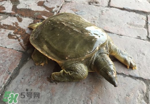 腳魚是什么？腳魚和烏龜的區別