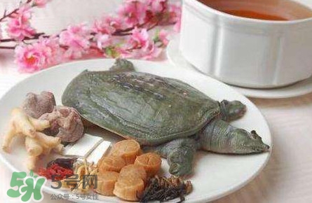 腳魚是什么？腳魚和烏龜的區別