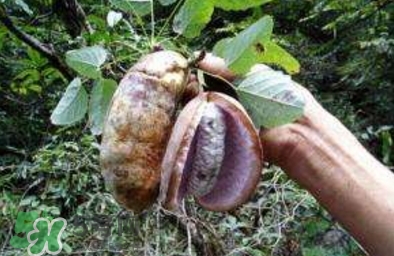 八月瓜可以補腎嗎？八月瓜的營養價值