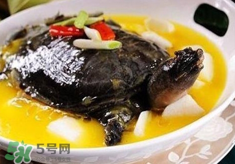 甲魚是魚嗎？甲魚是發物嗎