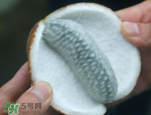 八月瓜可以補腎嗎？八月瓜的營養價值