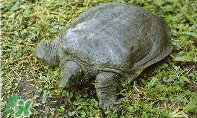 甲魚是烏龜嗎？甲魚是王八嗎？