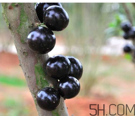 樹(shù)葡萄皮和核能吃嗎？樹(shù)葡萄多久結(jié)果
