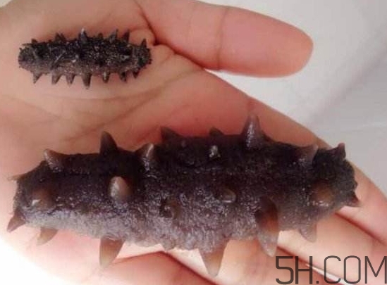 海參是海鮮嗎？海參是動(dòng)物還是植物？