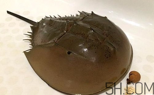 中華鱟是保護動物嗎？中華鱟和圓尾鱟的區別