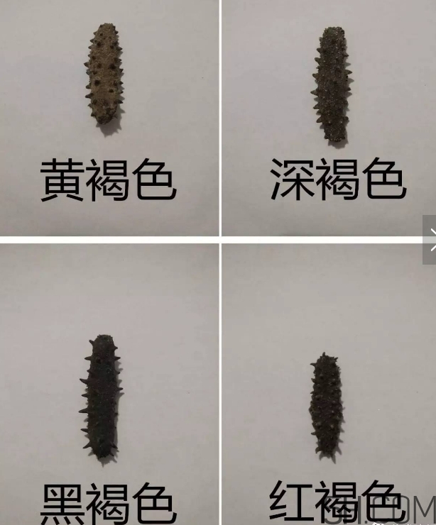 海參顏色深好還是淺好？海參顏色發(fā)白時怎么回事？