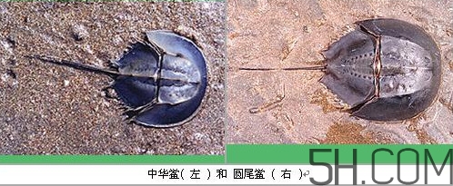 中華鱟是保護動物嗎？中華鱟和圓尾鱟的區別