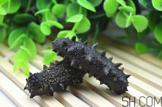 海參是越大越好嗎？海參的生長年限與營養價值有關嗎？