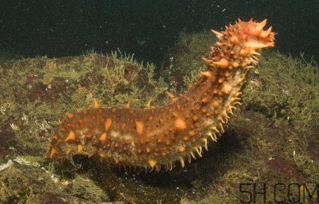 海參是海鮮嗎？海參是動(dòng)物還是植物？