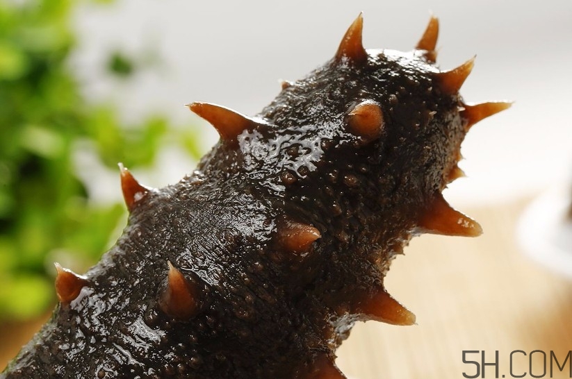 海參是海鮮嗎？海參是動(dòng)物還是植物？