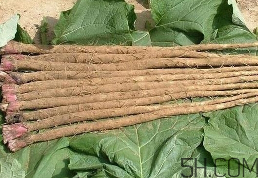 牛蒡與什么食物相生相克？牛蒡和山藥有什么區別