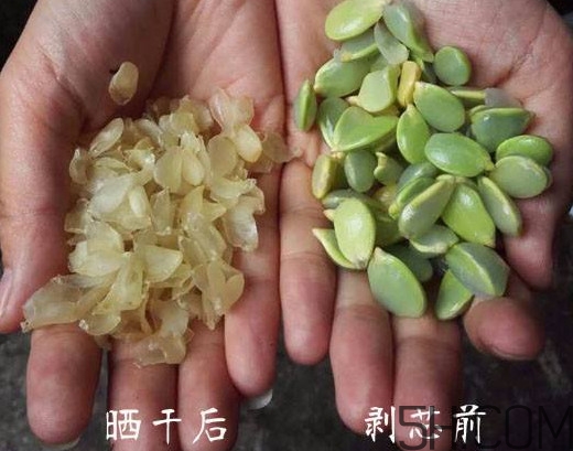 皂角米什么人不能吃？皂角米什么地方產的好？