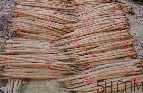 牛蒡用去皮嗎？牛蒡茶什么時(shí)候喝最好