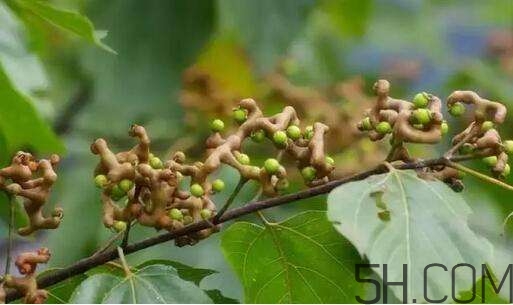拐棗可以和枸杞一起泡酒嗎？拐棗和枸杞泡酒怎么做？