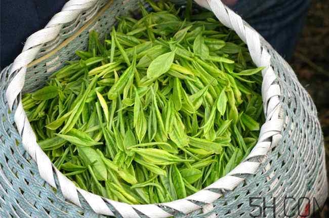 茶葉發霉是什么樣子？茶葉發霉怎么鑒別？