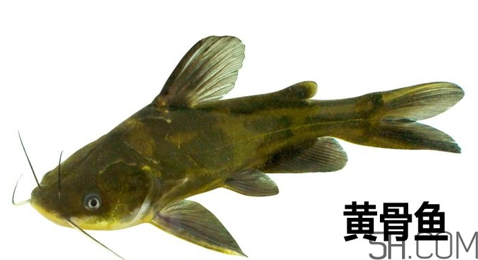 黃骨魚是發(fā)物嗎？黃骨魚是什么魚？