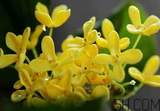 桂花可以放冰箱嗎？新鮮桂花可以放冰箱嗎？