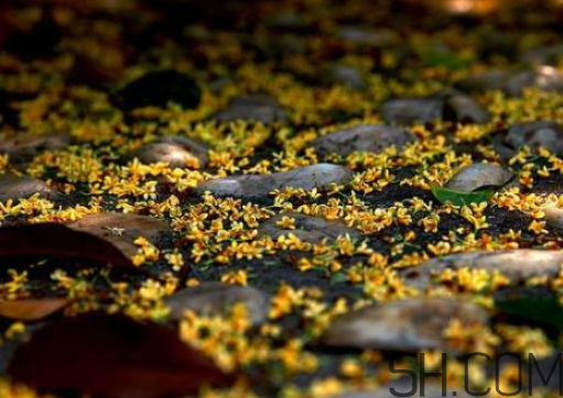 桂花可以放冰箱嗎？新鮮桂花可以放冰箱嗎？