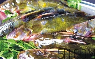 黃骨魚是發(fā)物嗎？黃骨魚是什么魚？