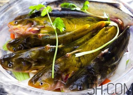 黃骨魚是發(fā)物嗎？黃骨魚是什么魚？
