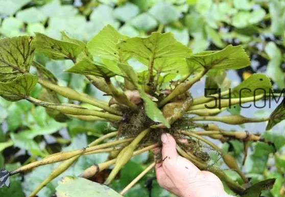 菱角好吃嗎？菱角長在什么地方