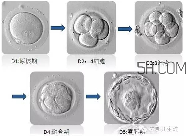 試管嬰兒有什么風(fēng)險(xiǎn)？試管嬰兒長(zhǎng)大后的弊端