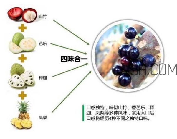 嘉寶果怎么吃？嘉寶果什么時候種植