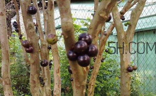 嘉寶果幾年結果？嘉寶果好吃嗎