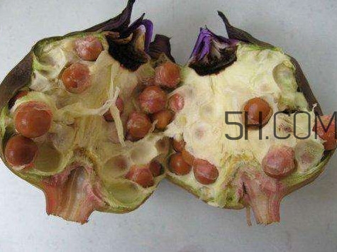 芡實有什么作用？芡實是哪里的特產