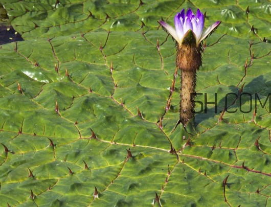 芡實是蓮子嗎？芡實是長在哪里的