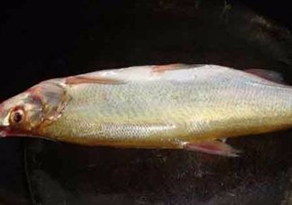 刁子魚是什么魚？刁子魚是翹嘴鲌嗎