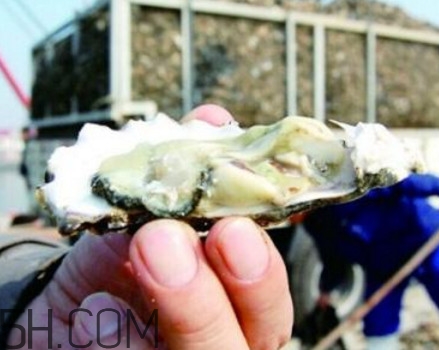 海蠣子是寒性的嗎？海蠣子是蒸還是煮好吃