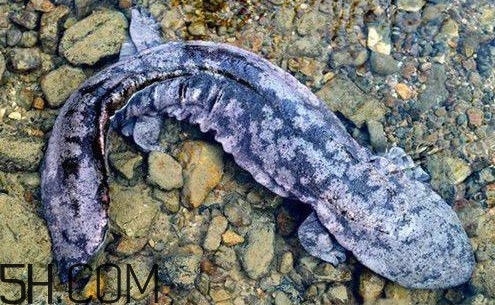 娃娃魚是魚嗎？娃娃魚買賣違法嗎？