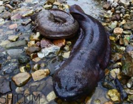 娃娃魚能治什么病？娃娃魚可以和金魚一起養嗎