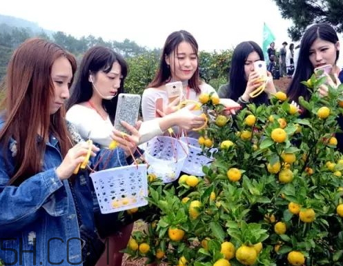 南豐蜜桔節什么時候？2017南豐蜜桔節時間