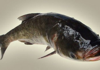 胖頭魚是什么魚？胖頭魚是發物嗎