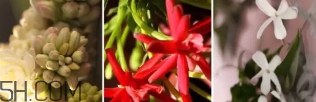 gucci bloom香水好聞嗎？gucci bloom香水香評(píng)