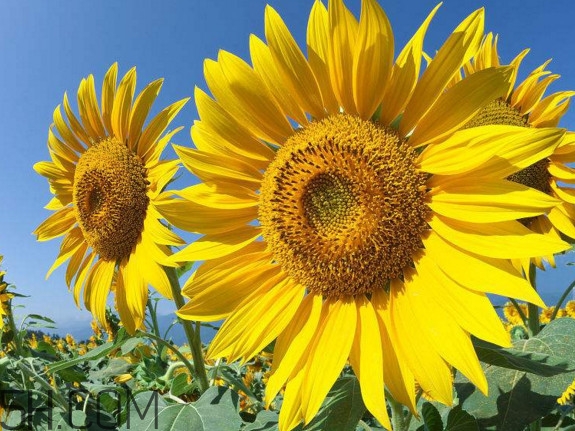 向日葵什么時候開花？向日葵什么時候成熟