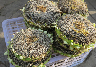 一朵向日葵能結多少葵花籽？葵花籽為什么也會致癌