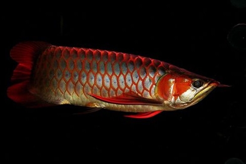 金龍魚是怎么繁殖？養金龍魚有什么講究
